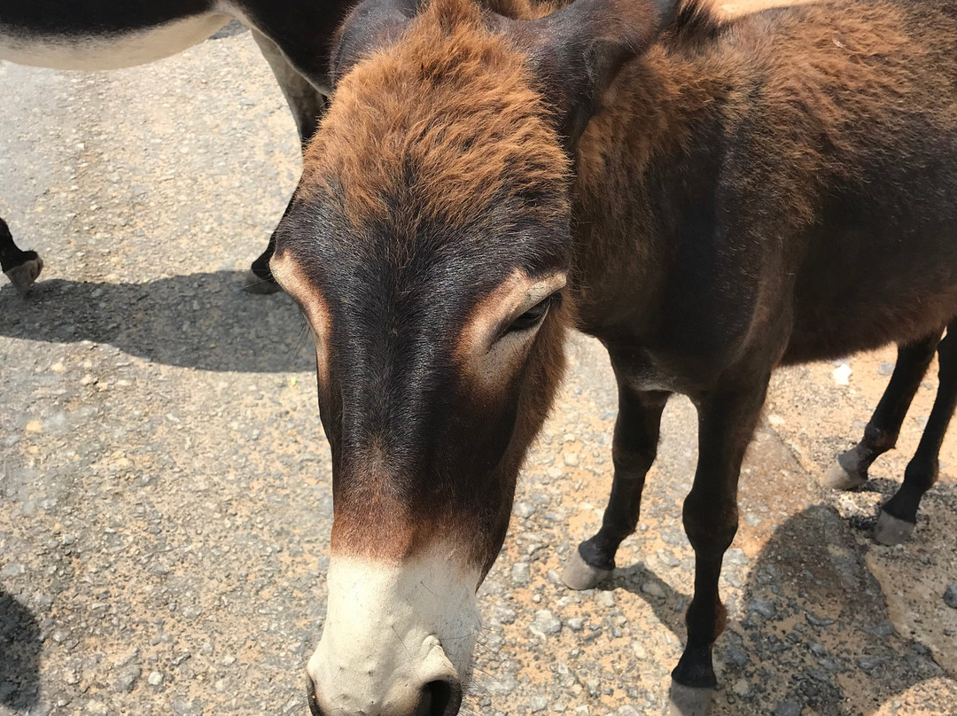 Balci Plaza Hotel & Restaurant - North Cyprus主图