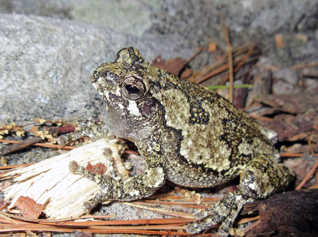 Massasauga Provincial Park-帕里桑德必去景点