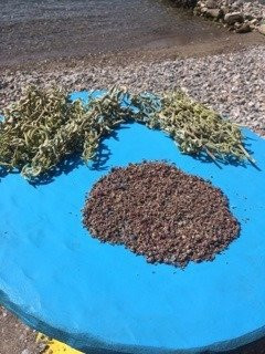 Agia İrini Beach-希俄斯必去景点