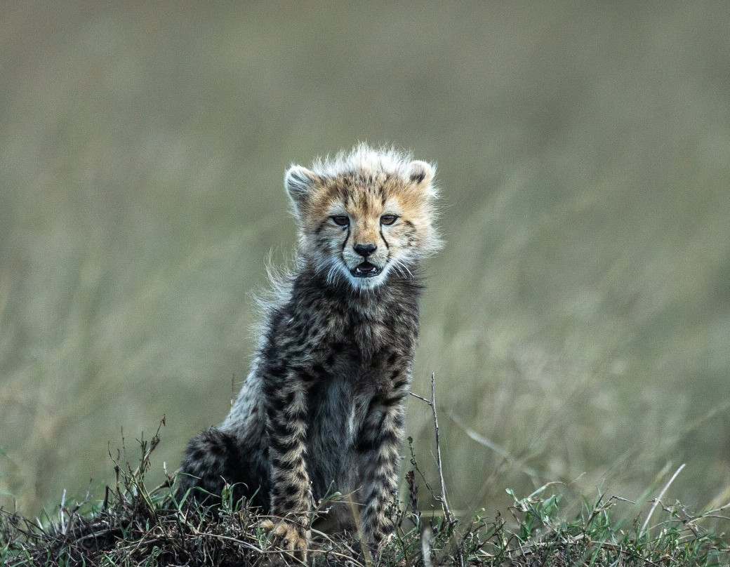 Ongata Rongai旅游攻略图片