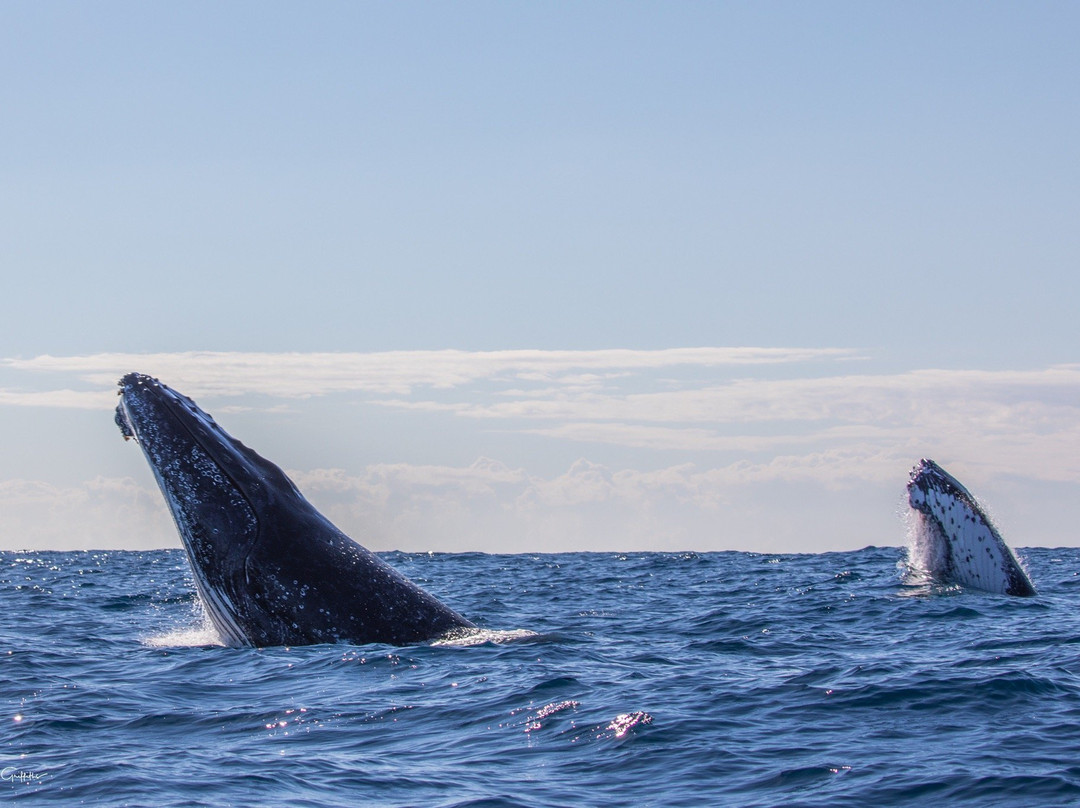 Tweed Gold Coast Dive Charters-堤维德岬必去景点