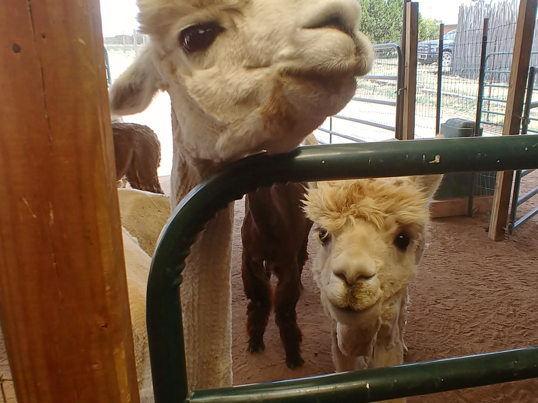 Blue Mesa Alpacas-圣菲必去景点