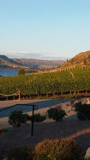 Tsillan Cellars Winery景点图片