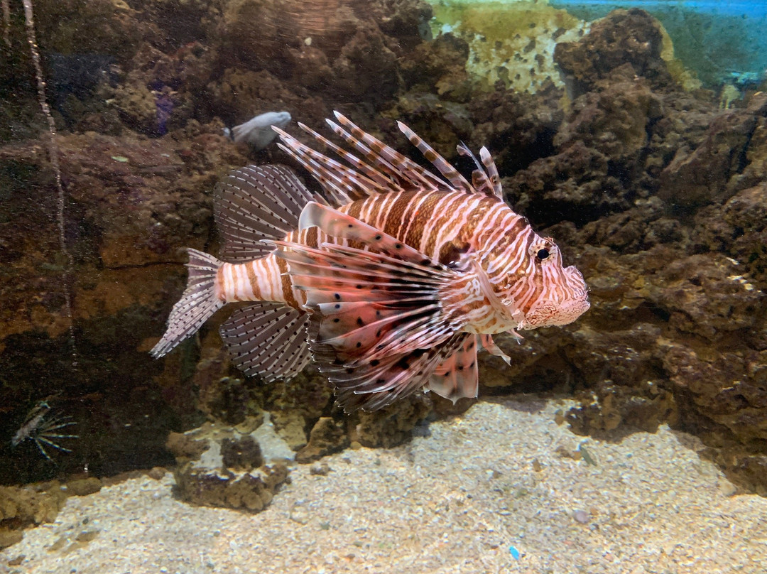 East London Aquarium景点图片