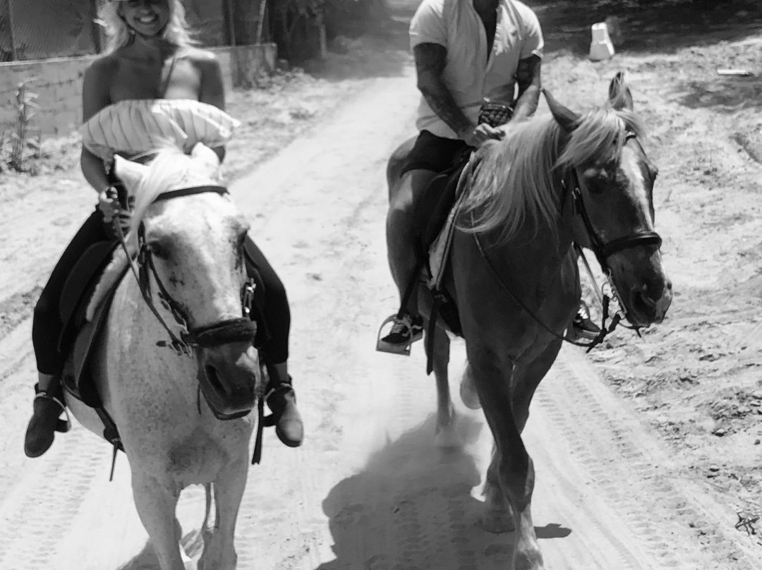 Albufeira Riding Centre景点图片