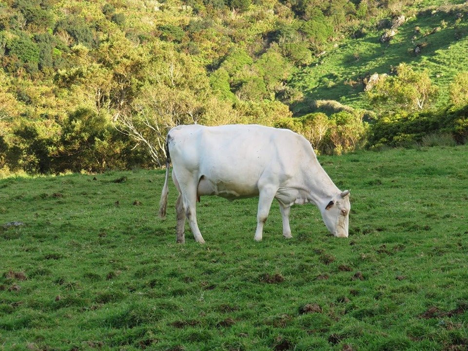 Queijaria Val Da Fazenda-Santa Cruz das Flores必去景点