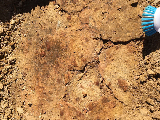 Richmond Fossil Hunting Sites-Richmond必去景点