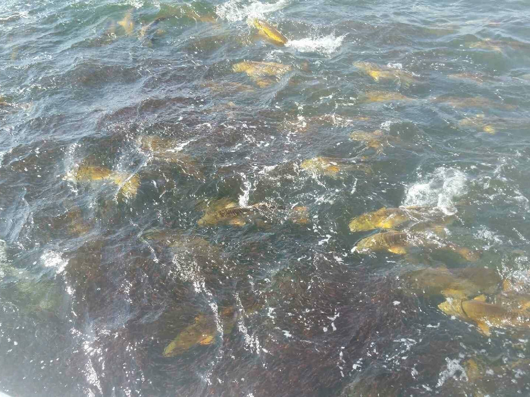 Gulf Adventures Fishing-格尔夫海岸必去景点
