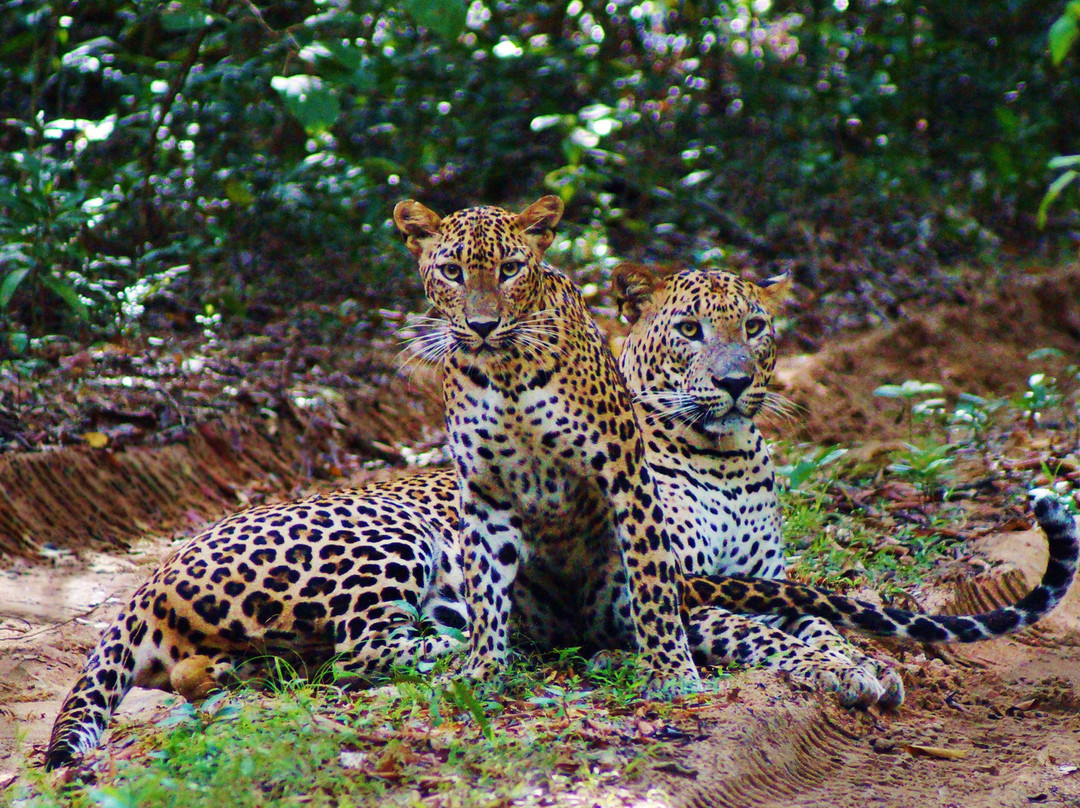Wilpattu Safari Camp