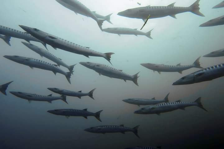 Scub'Addict-Bourail必去景点