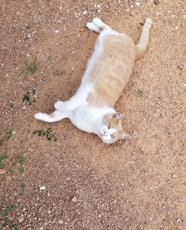 The Lazy T B and B主图