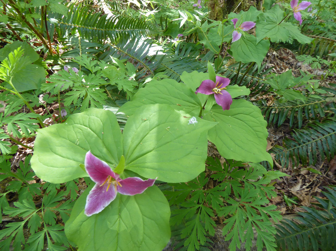 Rosewall Creek Provincial Park景点图片