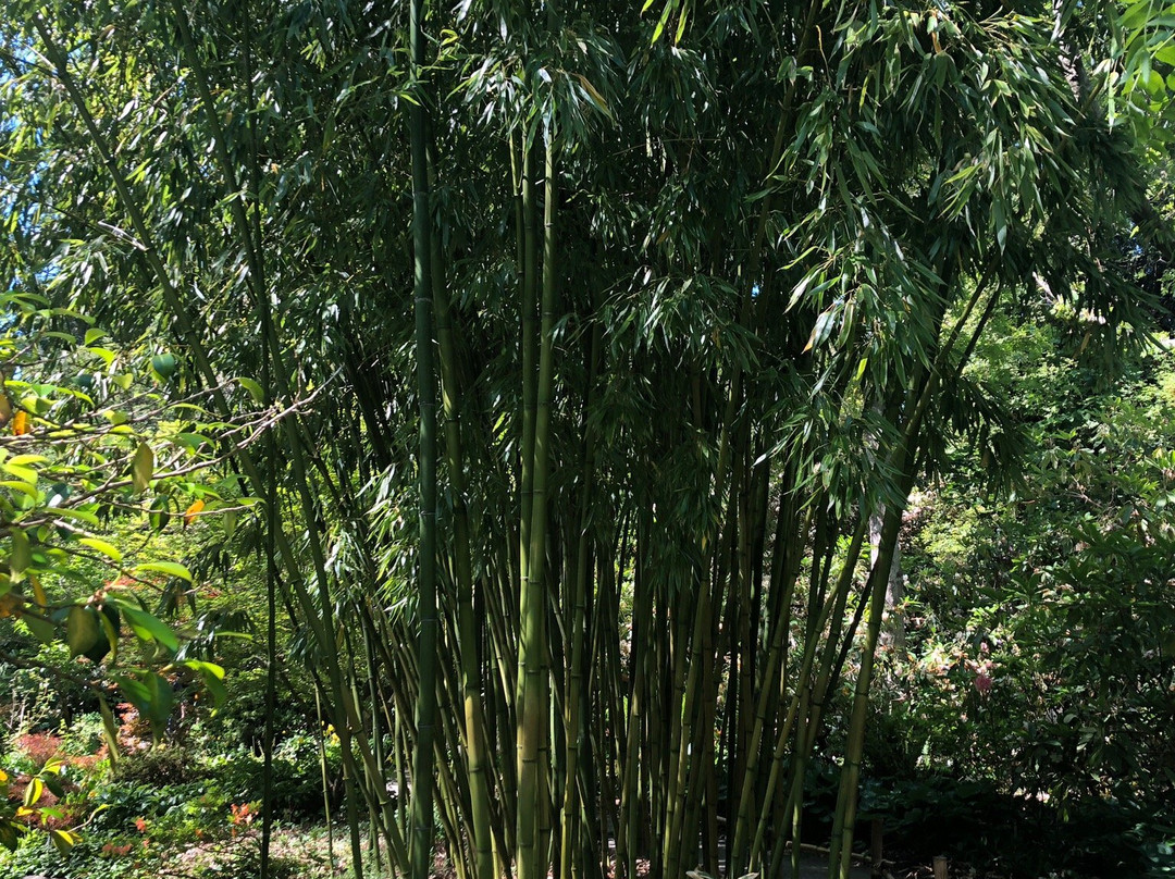 Finnerty Gardens景点图片