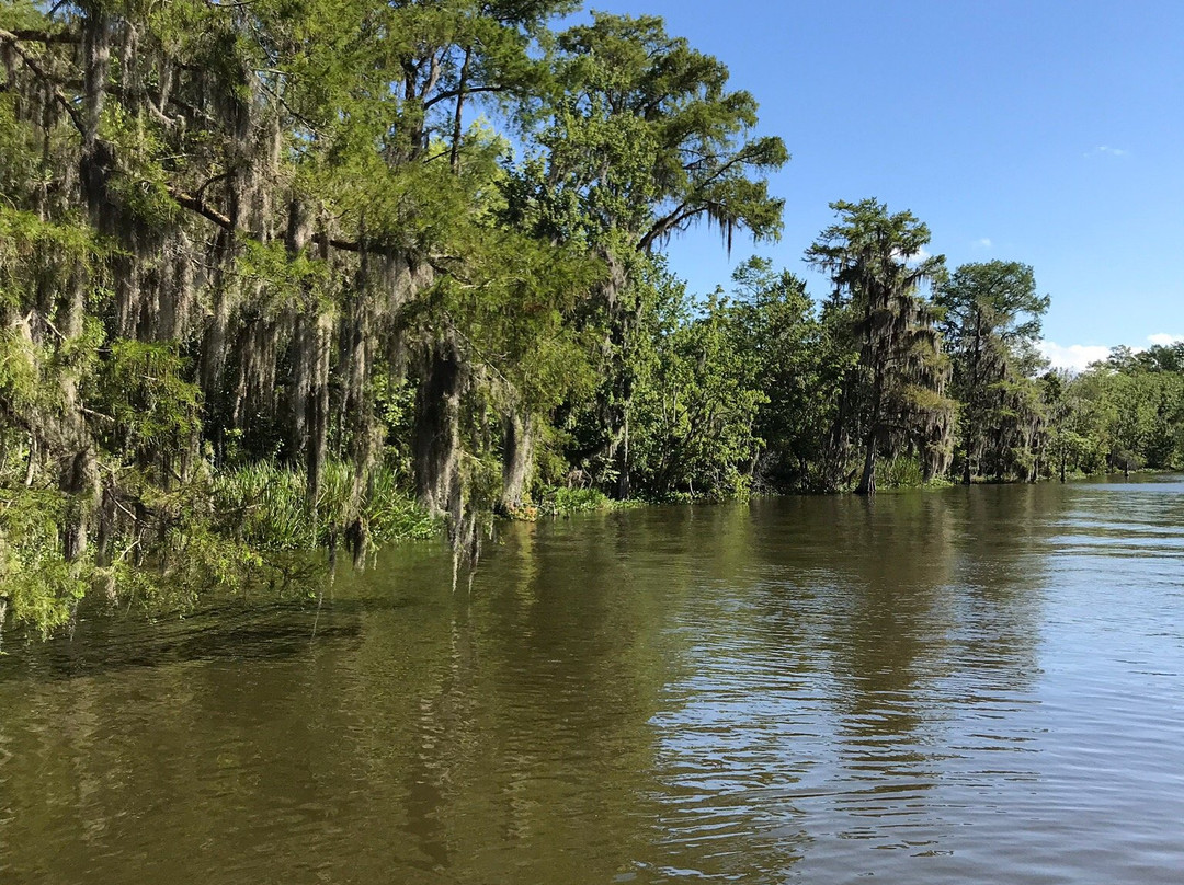 Torres Cajun Swamp Tours景点图片
