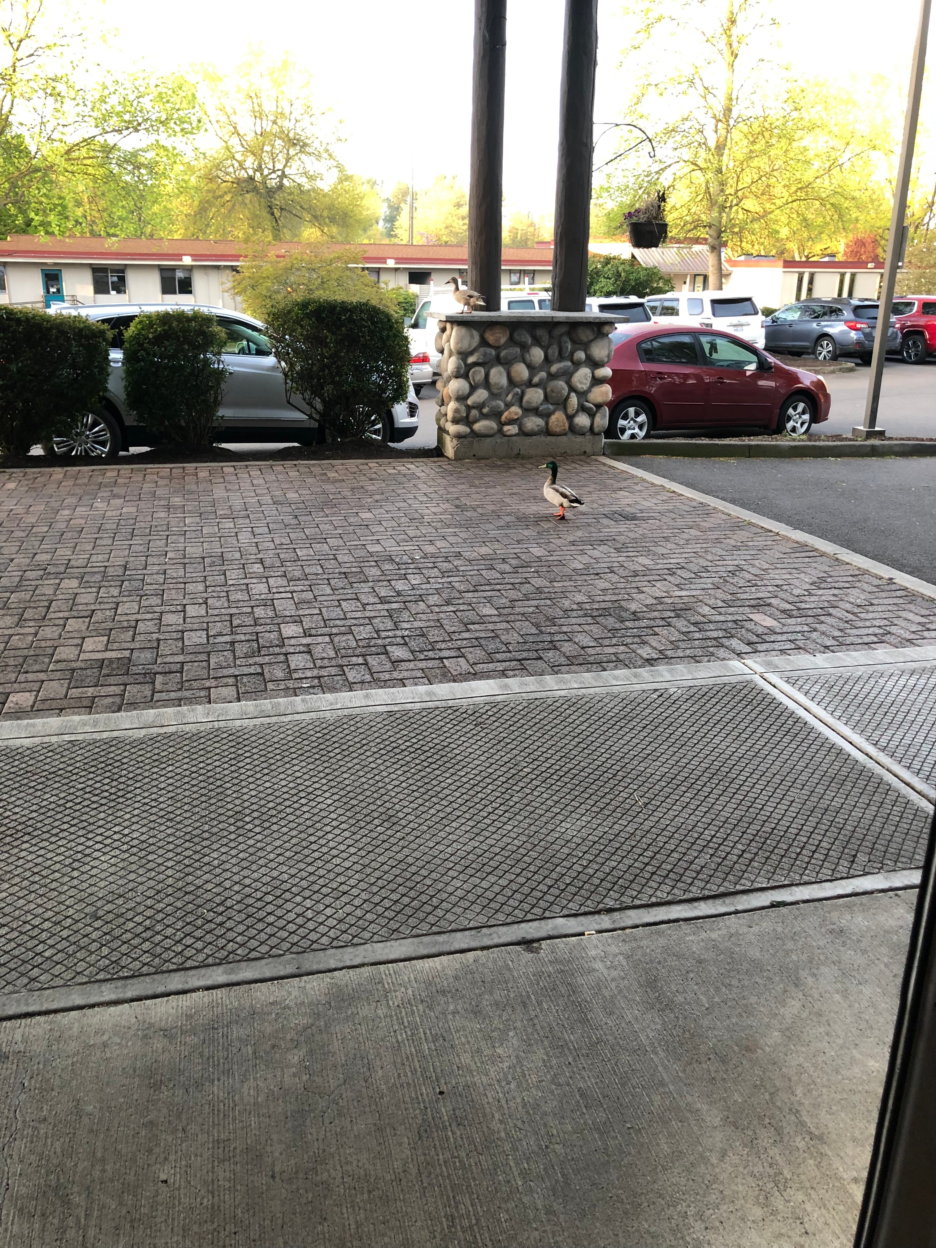La Quinta Inn & Suites by Wyndham Eugene-portrait