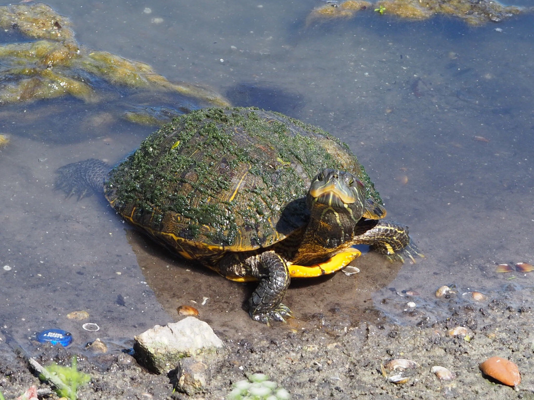 The Palmer Inn and Tennis Center主图