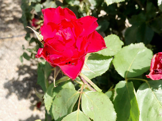 Orange Grove RV Park主图