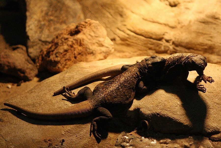 Hampyeong Herptile Eco Park-咸平郡必去景点