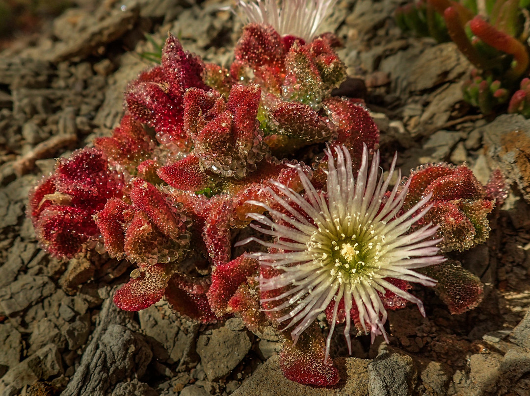 Desert Inn San Ignacio主图