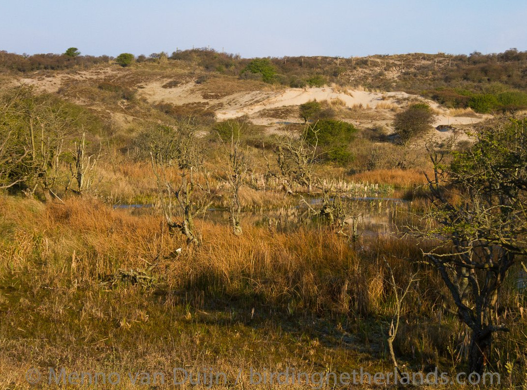 Birding Netherlands景点图片