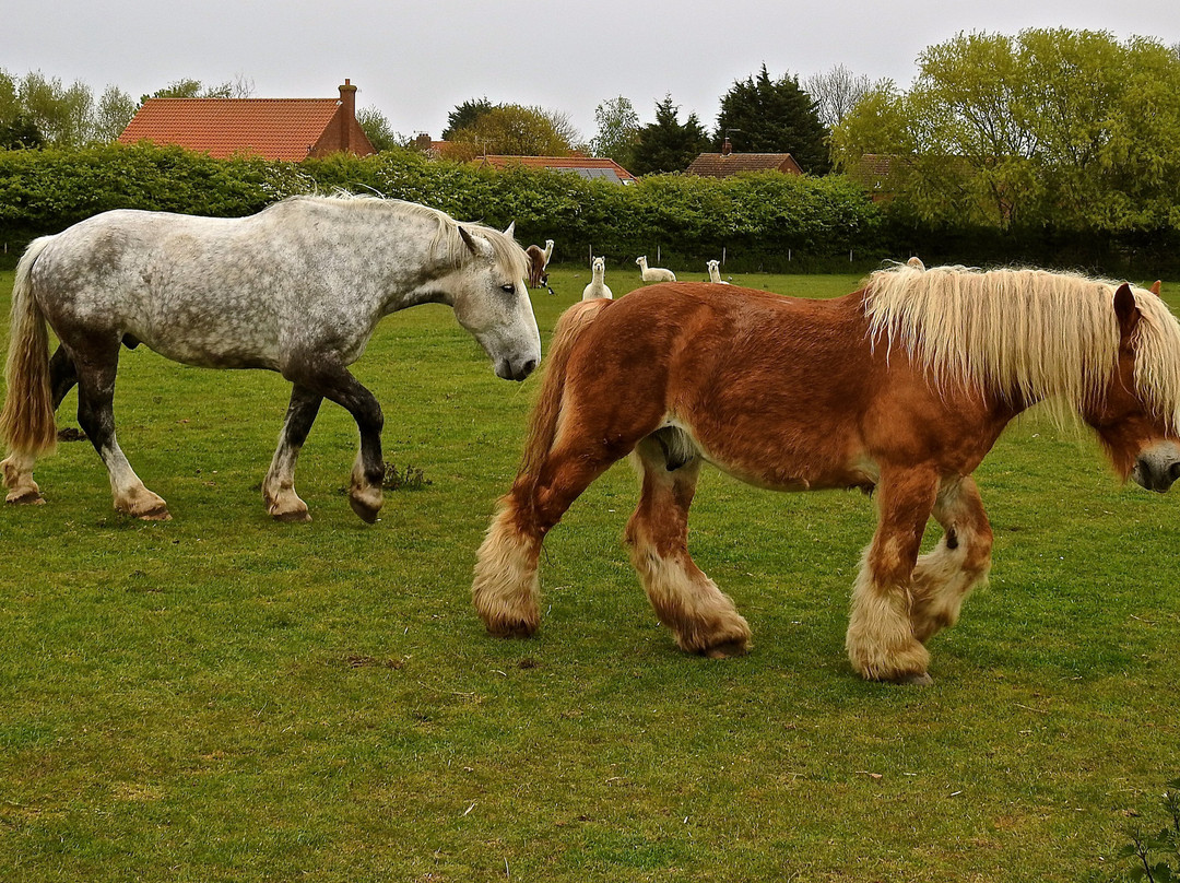 Hillside Shire Horse Sanctuary景点图片