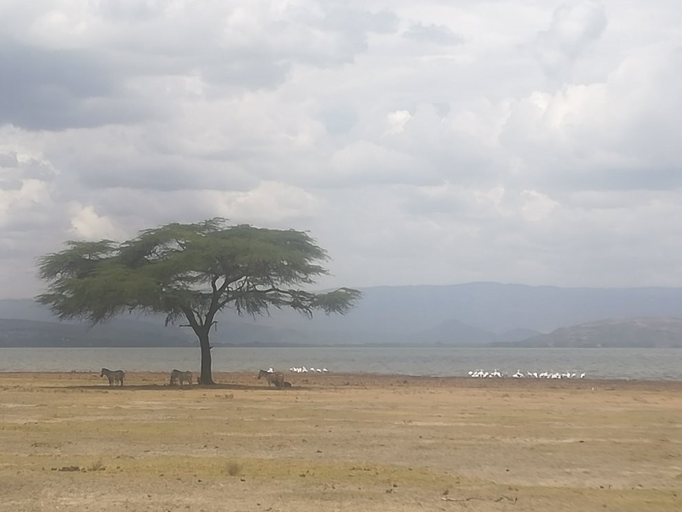奈瓦夏旅游景点-Lake Naivasha
