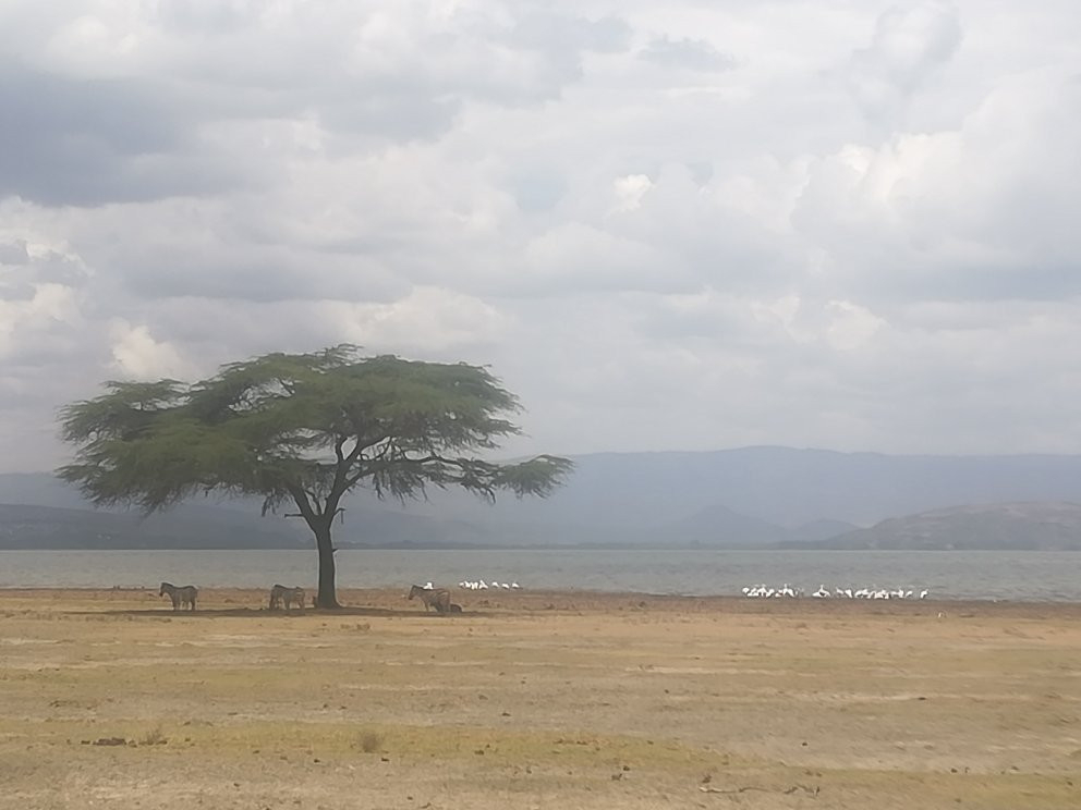 Lake Naivasha景点图片