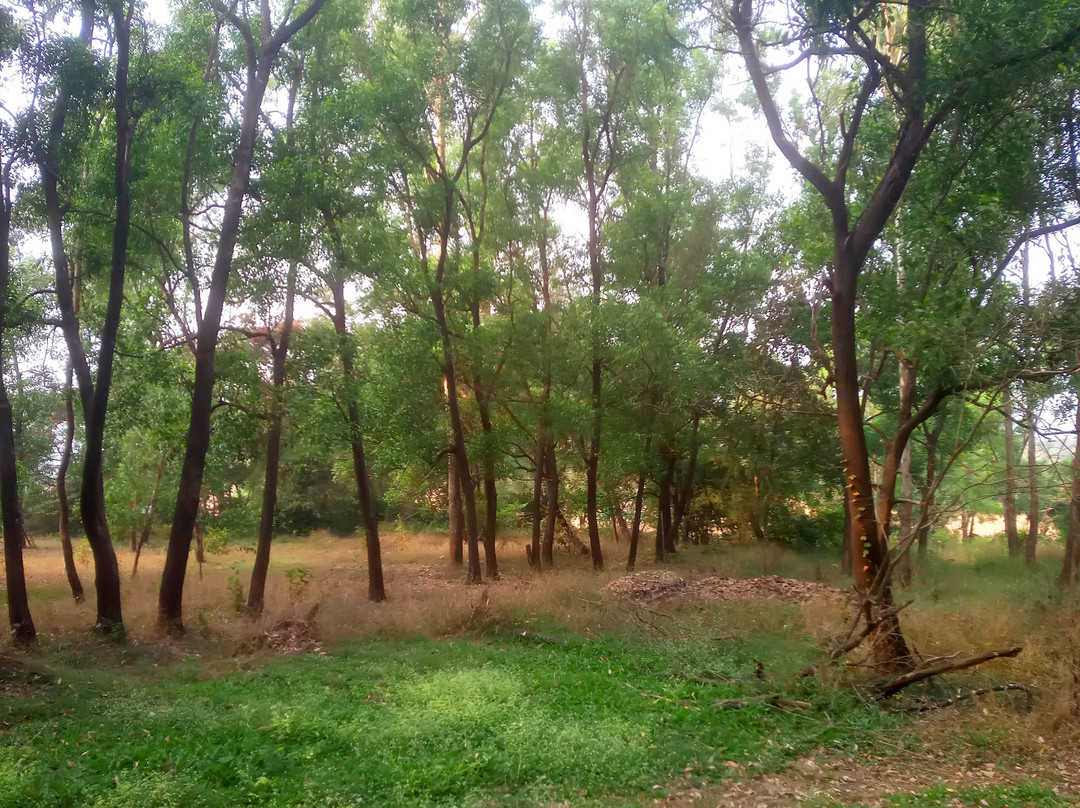 The Jungle Resort Amba主图