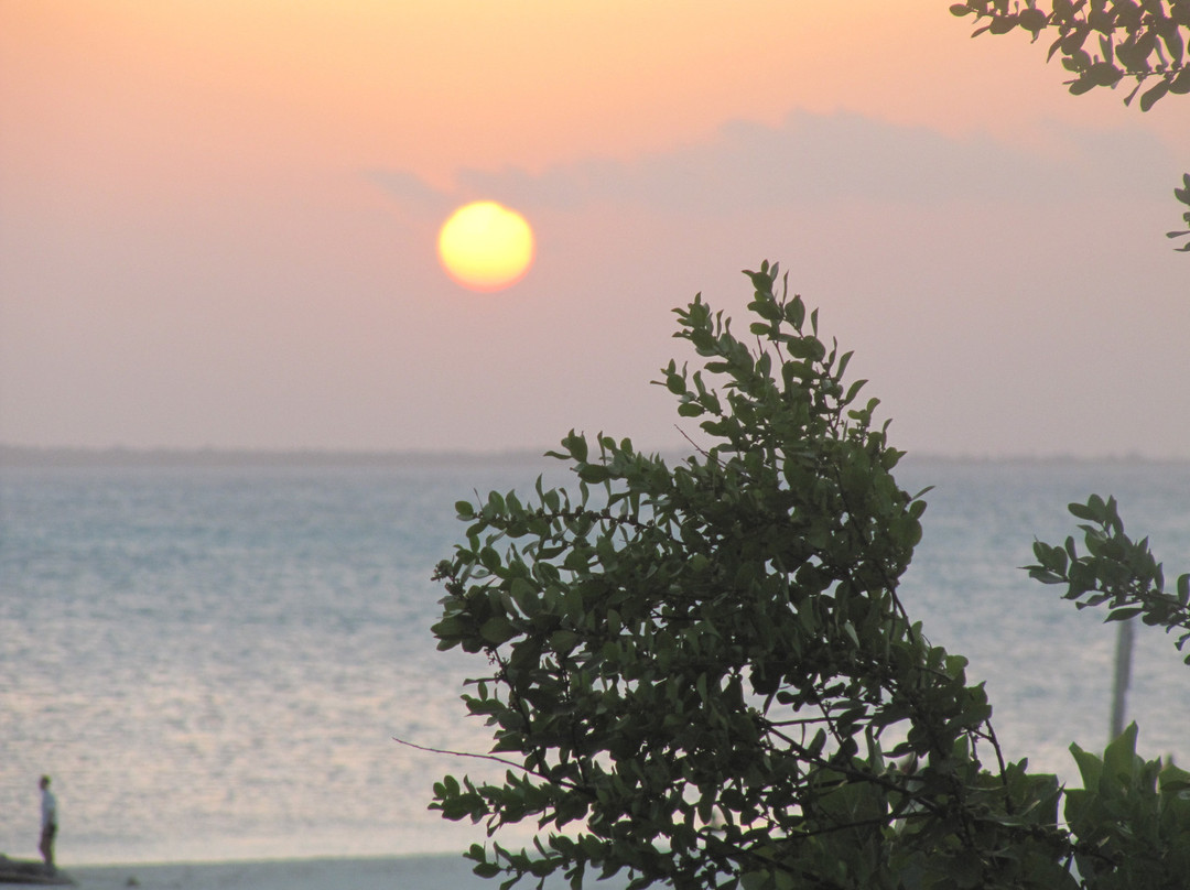 Palumbo Kendwa主图