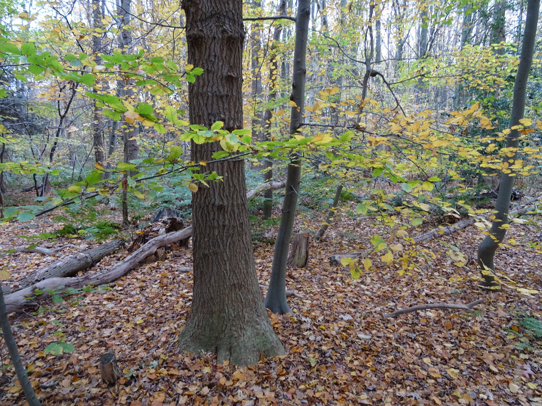 Natuurgebied Holtingerveld-Uffelte必去景点