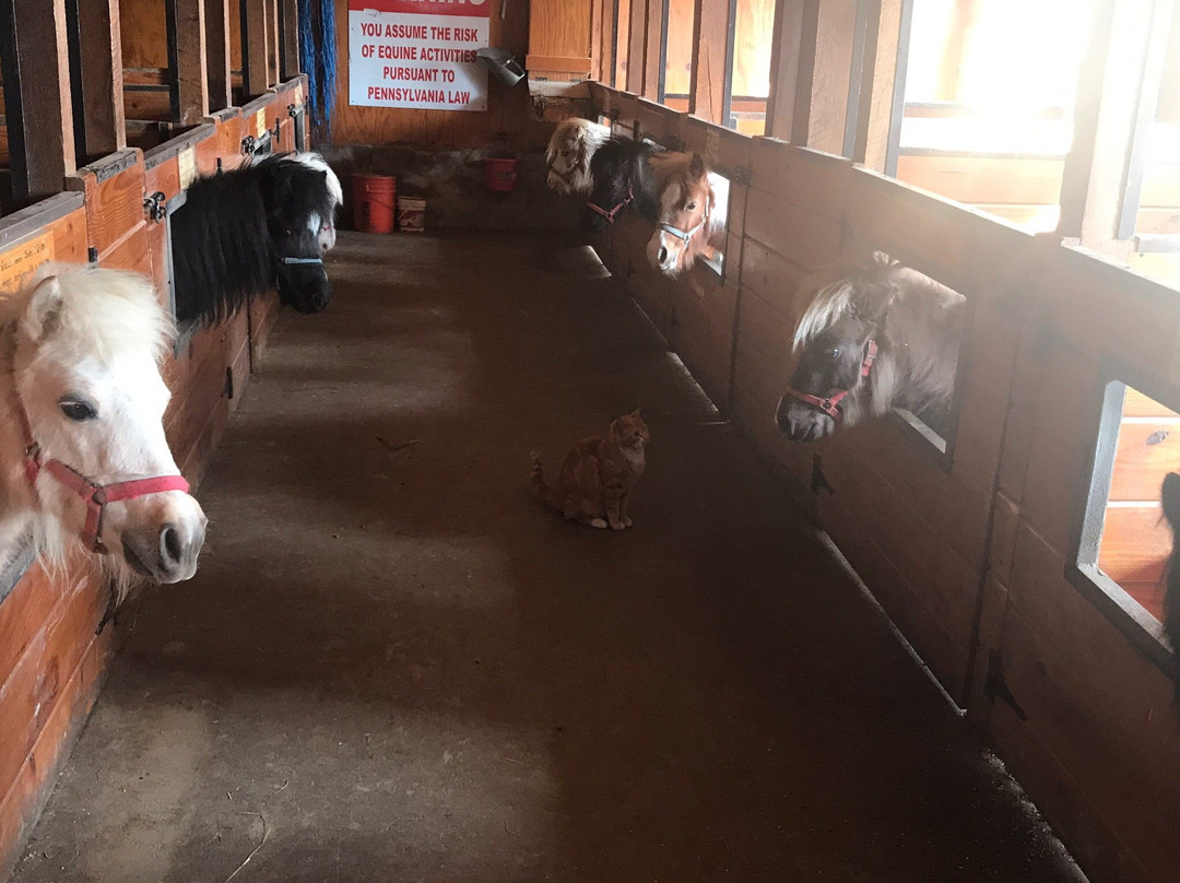 Li'l Country Store and Miniature Horse Farm景点图片