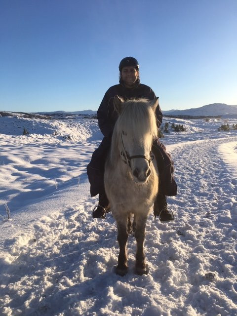 Arctic Horses-格林达维克必去景点