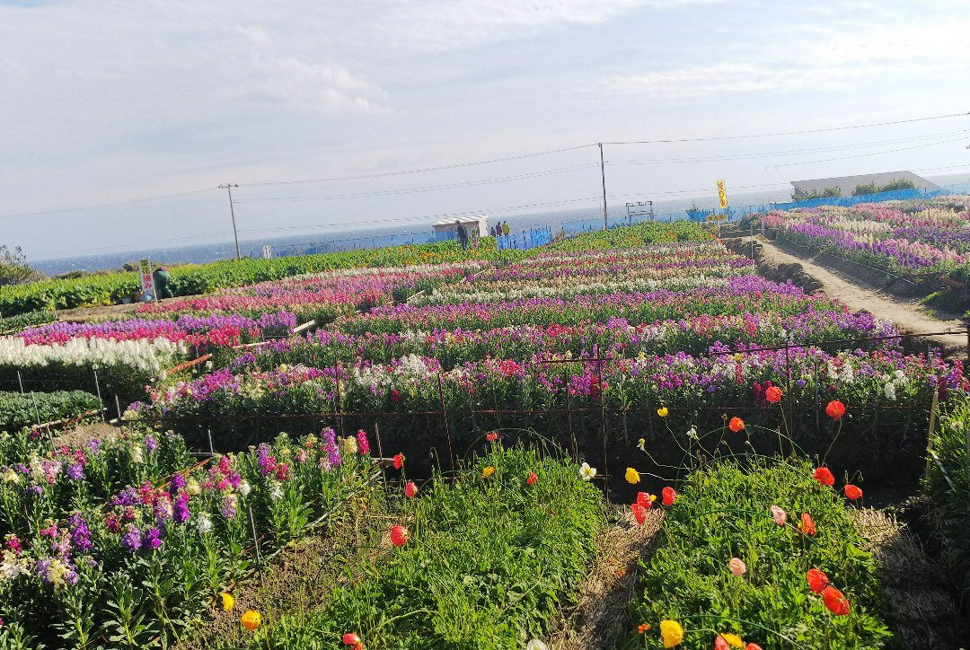 Shiramazu Flower Garden景点图片