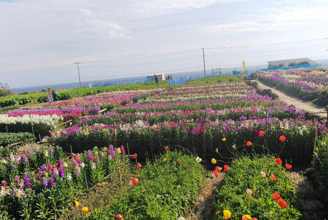 Shiramazu Flower Garden-南房总市必去景点