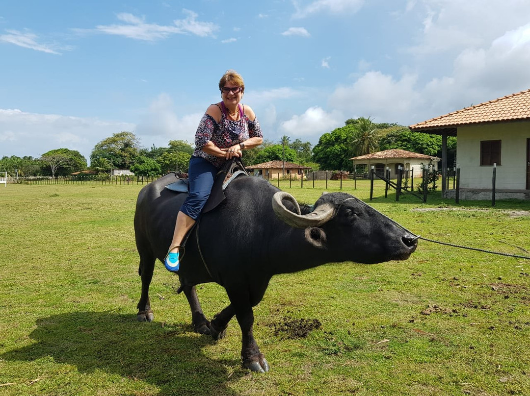 Araruna Farm-Soure必去景点