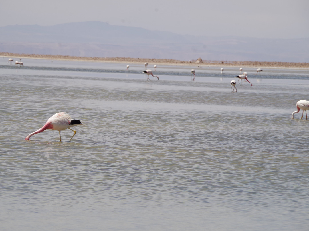 Reserva Nacional de Flamencos景点图片