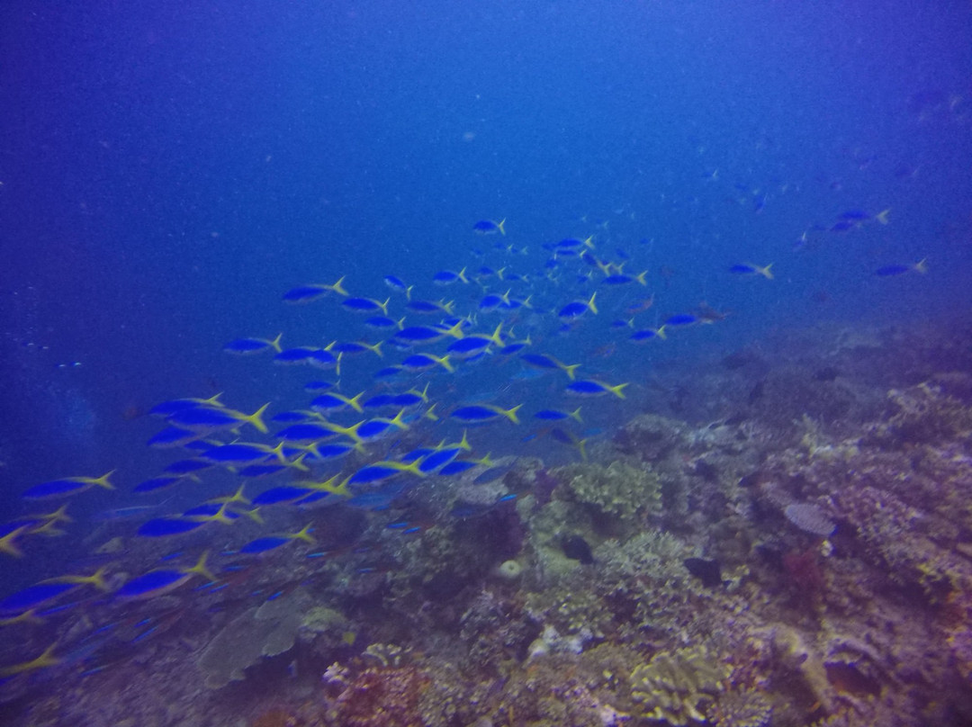 Taveuni Dive-塔韦乌尼岛必去景点