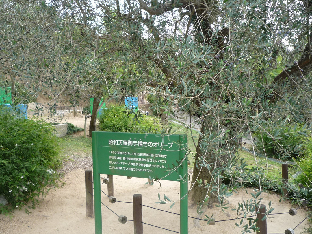 小豆岛橄榄园景点图片