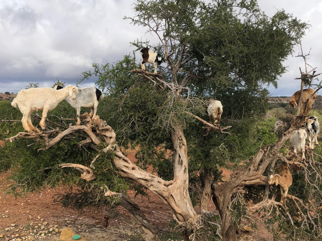 Maroc Trip Tour-卡萨布兰卡必去景点