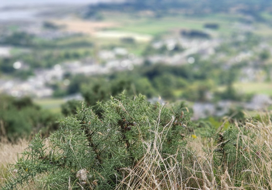 Slieve Foye Woods-Carlingford必去景点