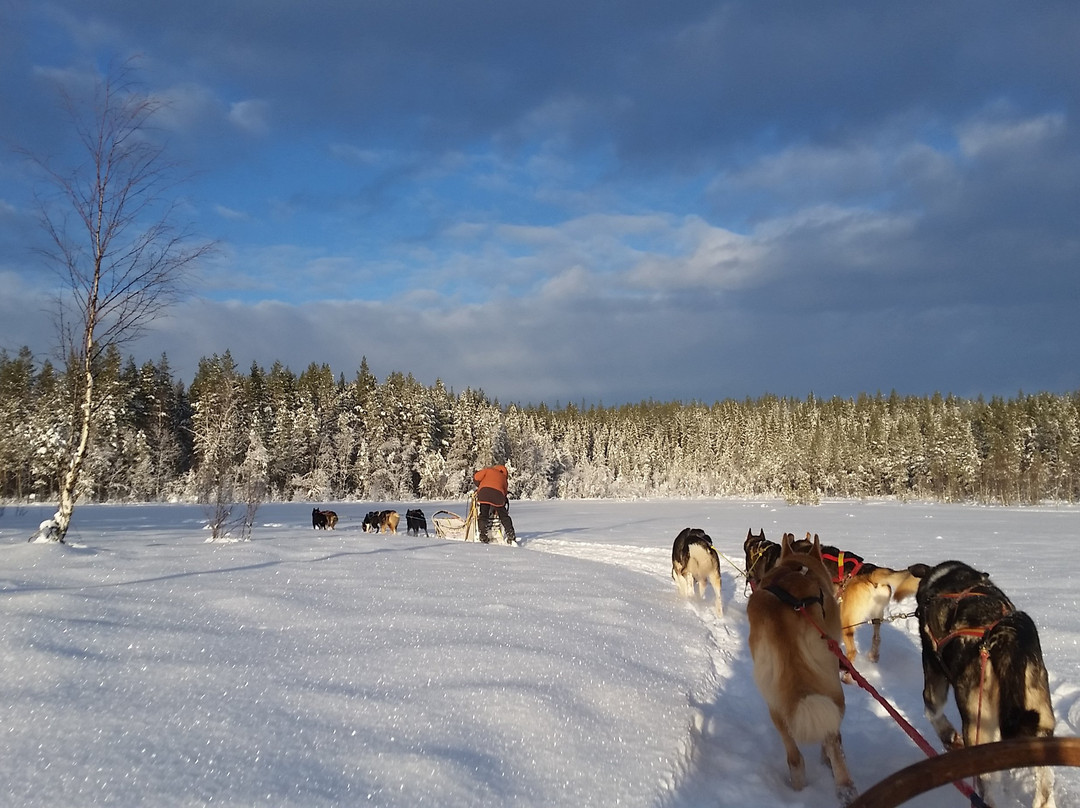 Sweden Husky Tours景点图片