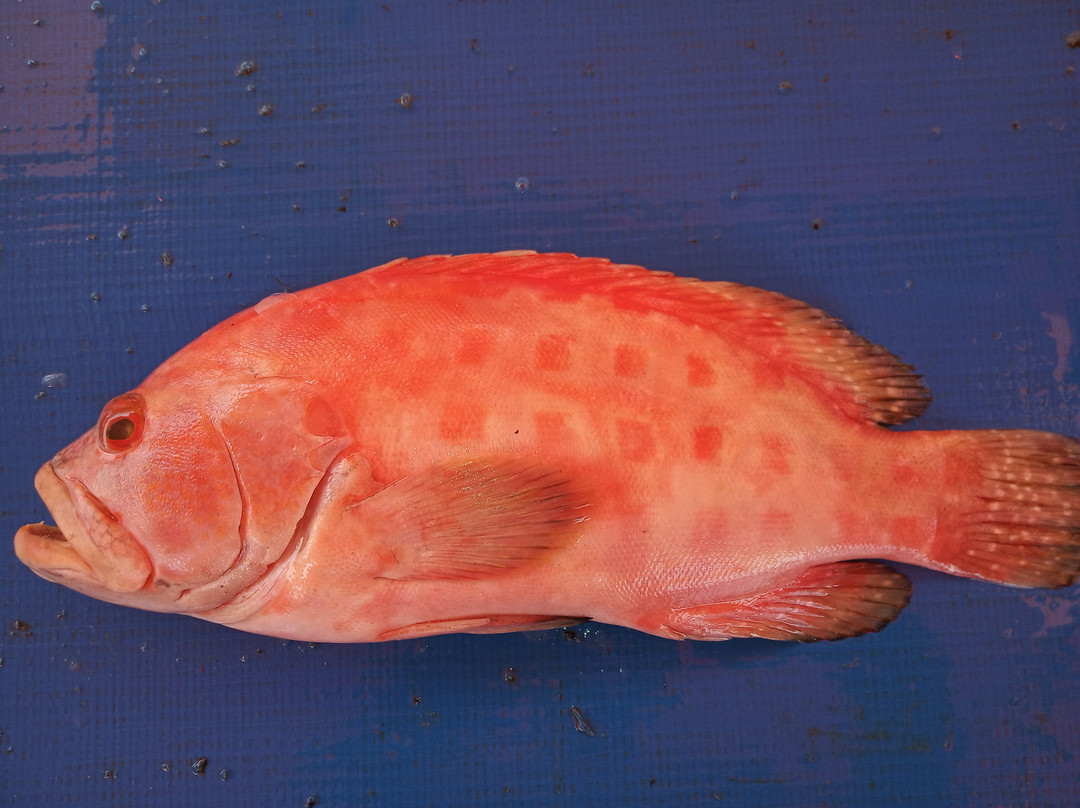 Meulaboh旅游攻略图片