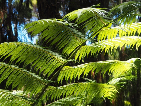 Opua Forest Lookout Track-派希亚必去景点