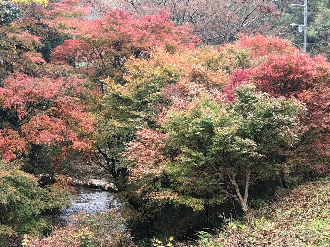Maple Road-富津市必去景点