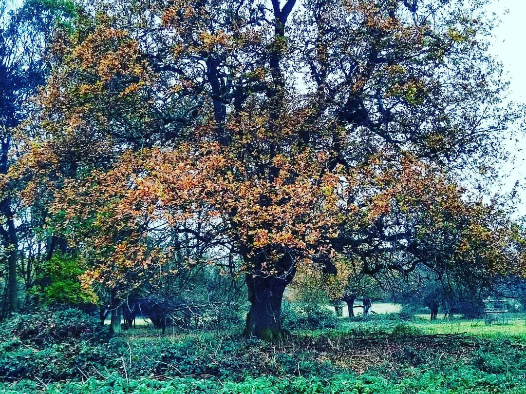 Hatfield Forest Nature Reserve景点图片