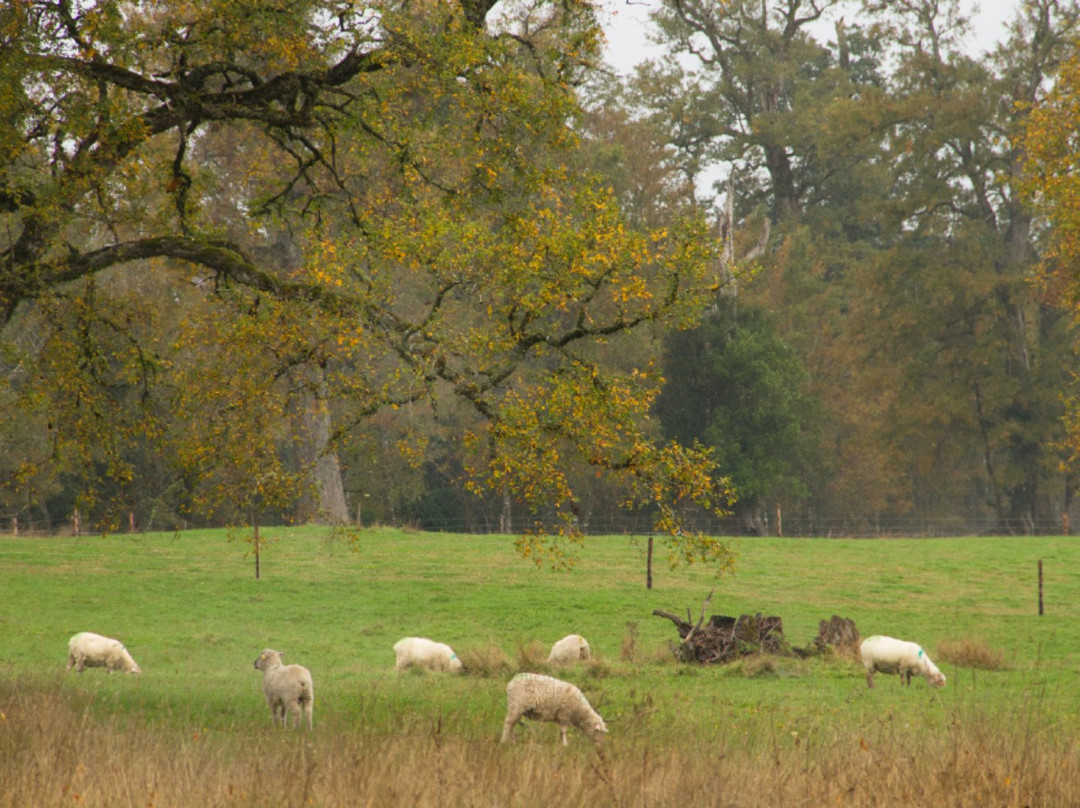 Quesos Chiriuco-Puerto Octay必去景点