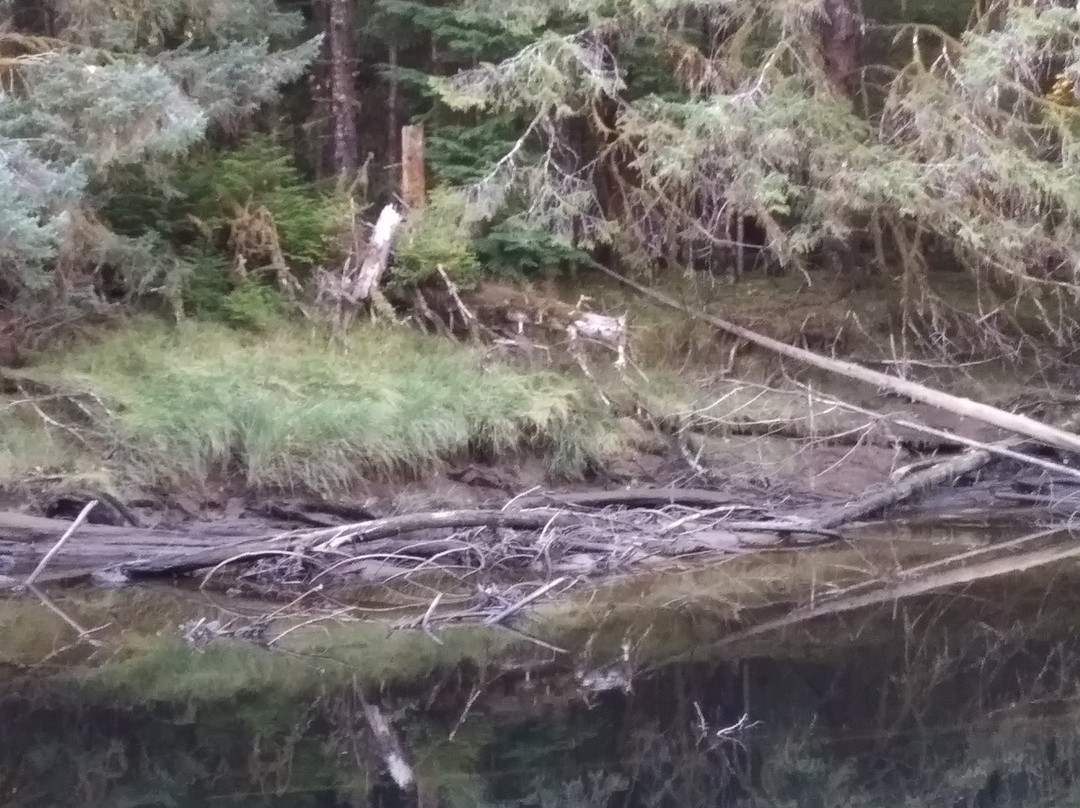 Golden Spruce Trail-Port Clements必去景点