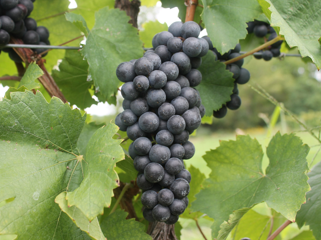 Hector Wine Company景点图片