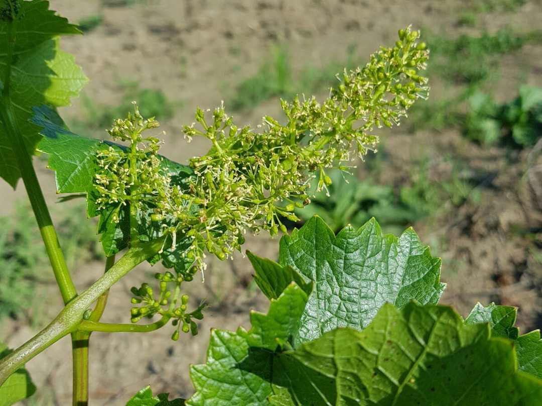 Azienda Agricola Luigino Molon景点图片