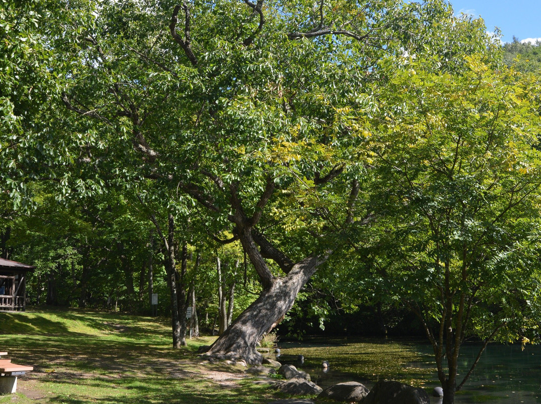 Torinuma Park-富良野市必去景点